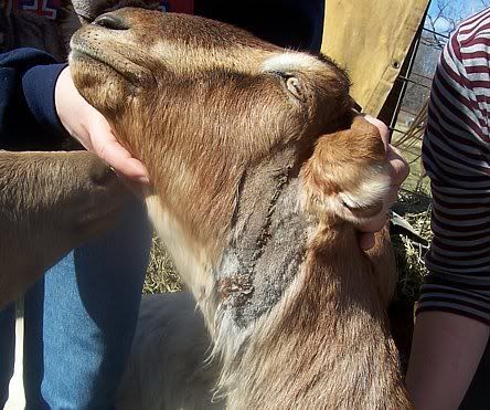 Anybody stitch their animals? - Homesteading Questions