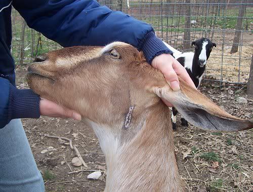 Anybody stitch their animals? - Homesteading Questions