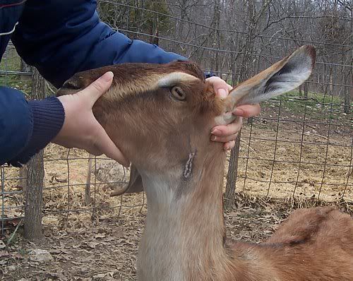 Anybody stitch their animals? - Homesteading Questions