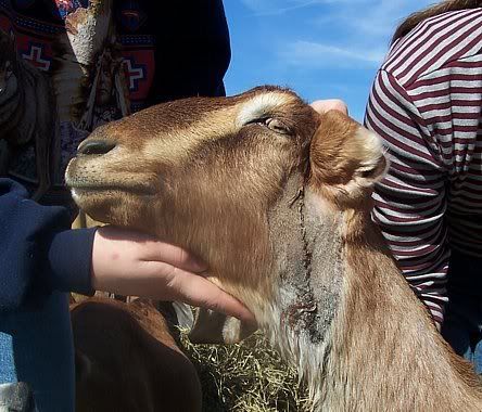 Anybody stitch their animals? - Homesteading Questions