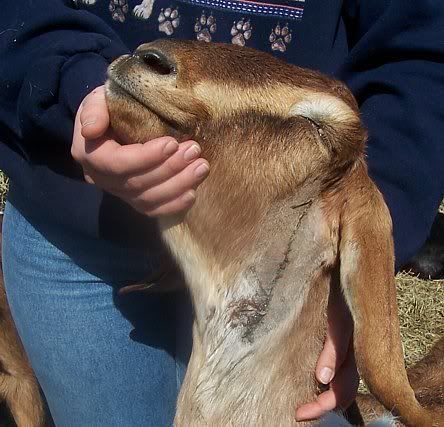 Anybody stitch their animals? - Homesteading Questions