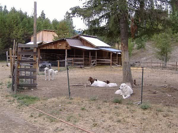Working Pyrs available - Goats