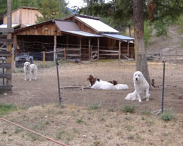 Working Pyrs available - Goats