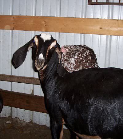 Help!!! - Goats