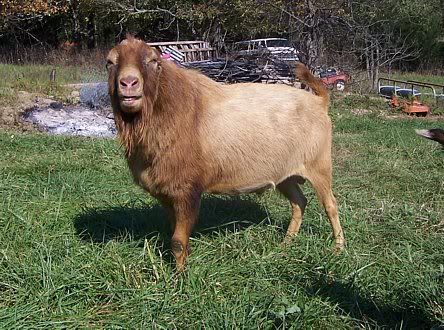 Buck Pictures - Goats