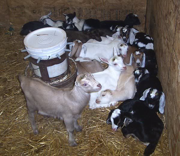 A word for all you new goat parents - Goats