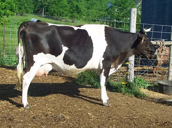 Do you have a family milk cow? - Cattle