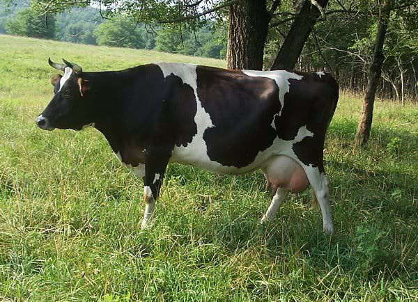 Bred milk cow for sale-MO - Cattle