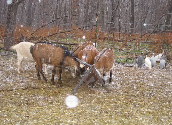 Winter pics - Goats