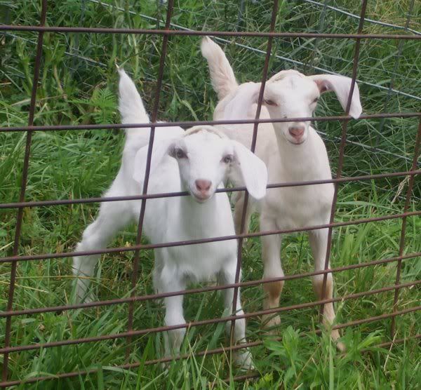 A few kids left..... - Goats