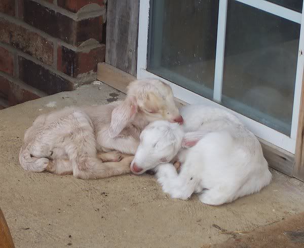 New Snubians - Goats