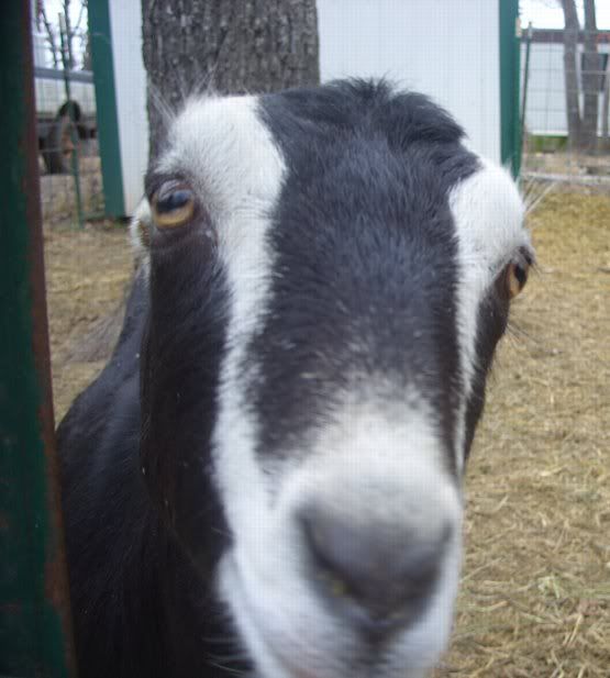 Winter pics - Goats