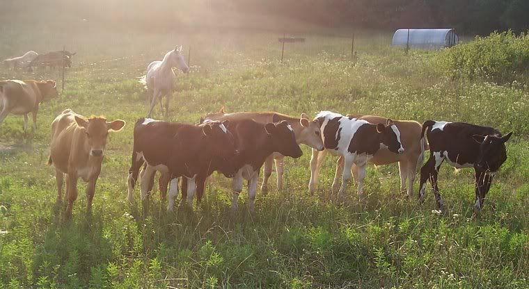 Dairy Heifers for sale in Southern Missouri - Cattle