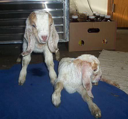 Surprise this morning..Twins! - Goats
