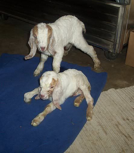 Surprise this morning..Twins! - Goats