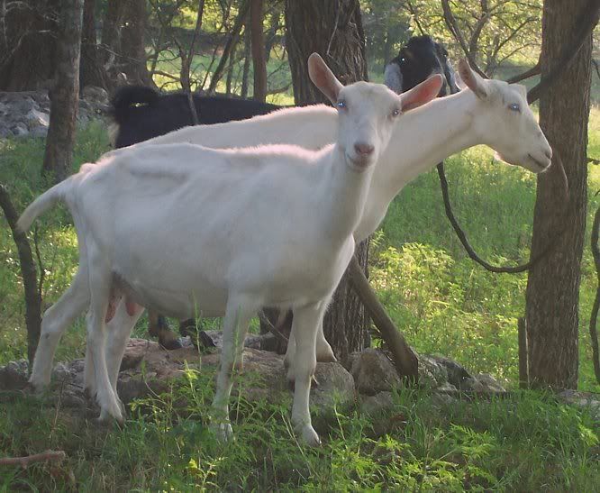 Joan had a....... - Cattle