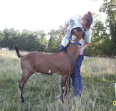 I got kissed today! - Goats