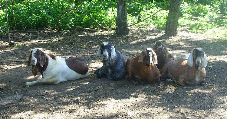 Post your "romeo" thread!!! - Goats