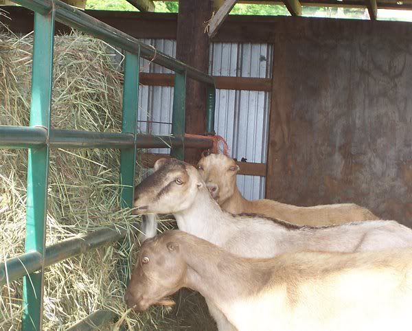 ASAP.Good Goat Hay Available *Today* only - Goats