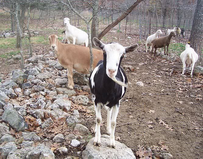 Harking back to previous thread...Good rumens vs poor - Goats