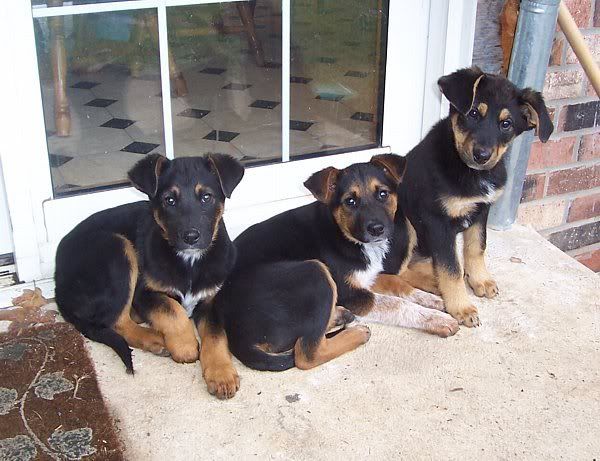 OT: Free adorable pups....need good home. - Goats