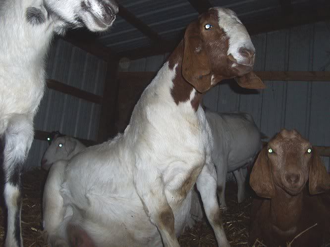 looks like we will have our first goats born anytime now! - Goats