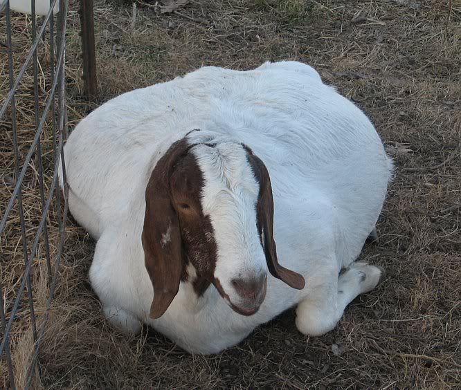 I'm back......mostly. - Goats