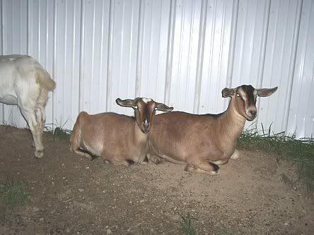 Bred Milking does for sale - Goats