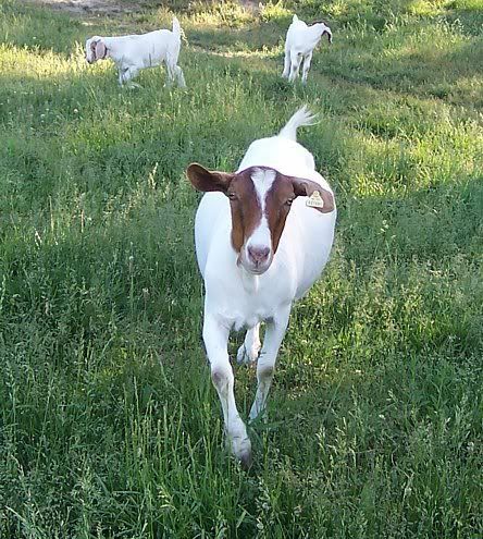 Advice from those with large(50+)herds...good idea?? - Goats