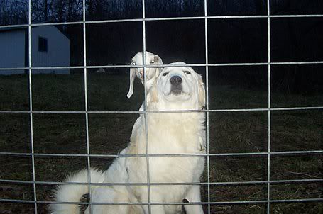 New Litter of Pyrenees pups!! - Goats