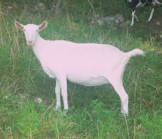 Saanen Show herd for sale-Milkers-Buck-MO - Goats
