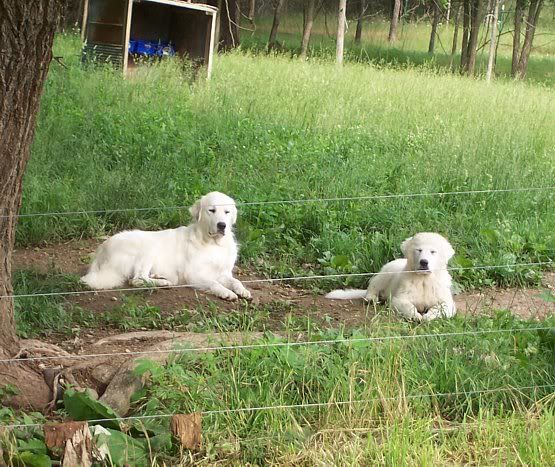 Electric fence update with pics - Goats