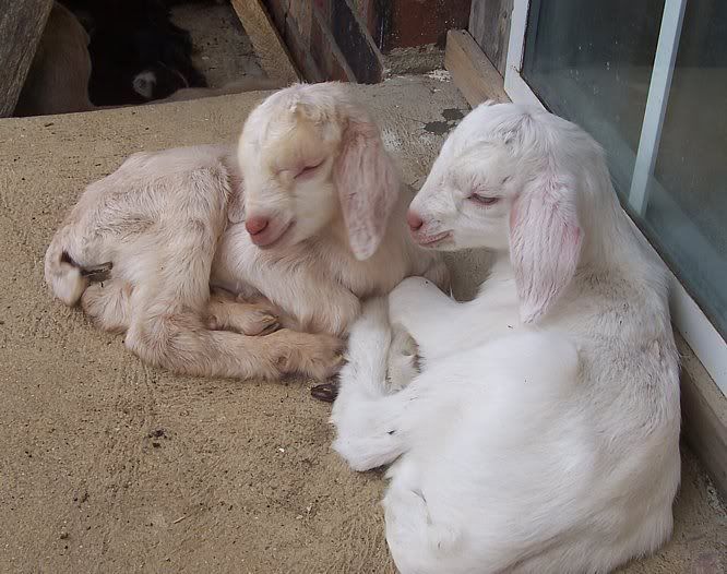 New Snubians - Goats