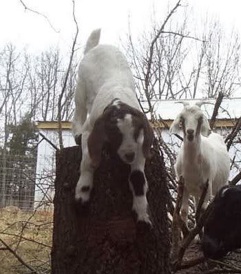 Goat "toy" questions - Goats