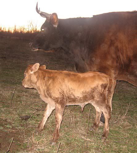 Blossom retires with style. - Cattle