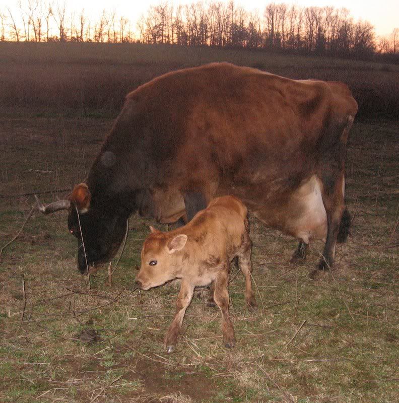 Blossom retires with style. - Cattle
