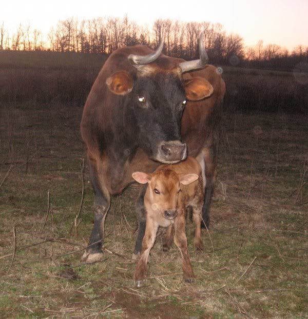Blossom retires with style. - Cattle