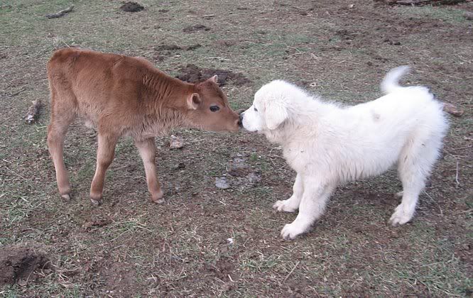 Blossom retires with style. - Cattle