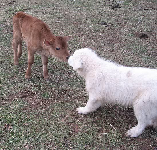 Blossom retires with style. - Cattle