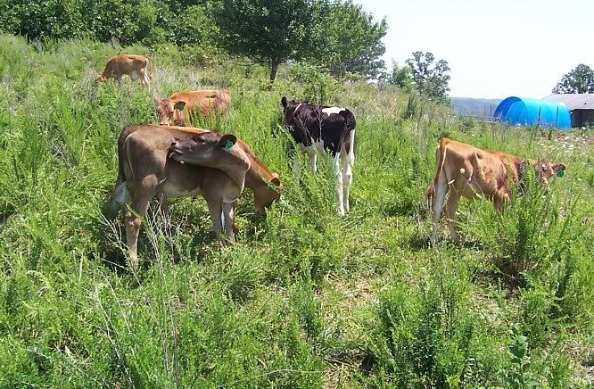 Dairy Heifers for sale in Southern Missouri - Cattle