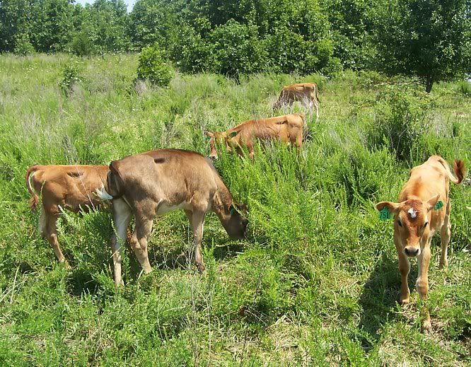 Dairy Heifers for sale in Southern Missouri - Cattle