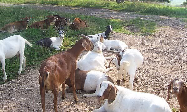 Dairy Heifers for sale in Southern Missouri - Cattle