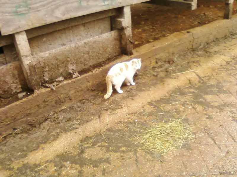 Free-Fixed-Cats, to good home - Working and Companion Animals