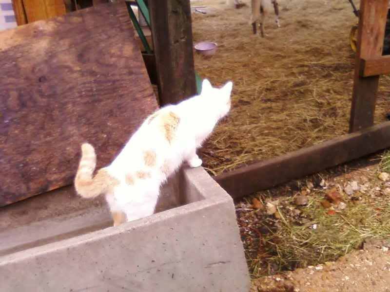 Free-Fixed-Cats, to good home - Working and Companion Animals