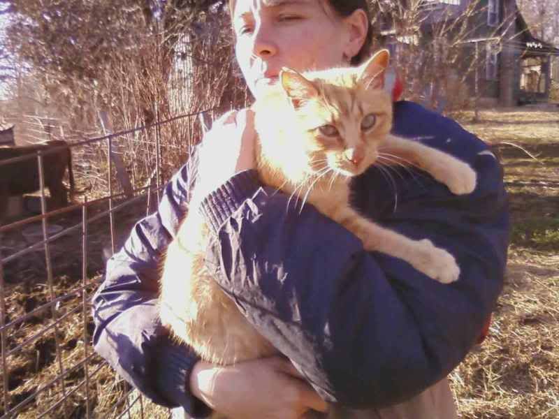 Free-Fixed-Cats, to good home - Working and Companion Animals