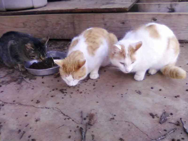 Free-Fixed-Cats, to good home - Working and Companion Animals