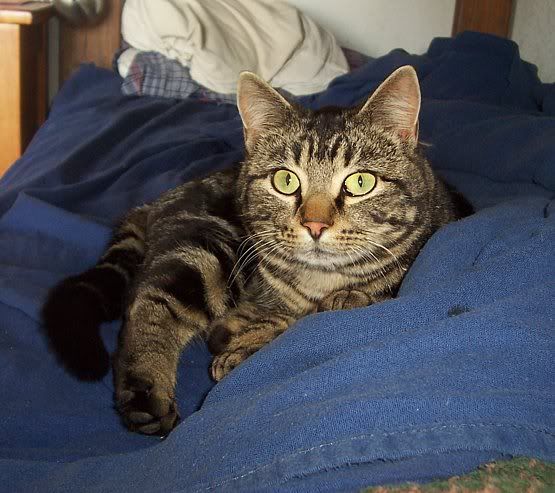 Ok, so I finally took my camera out...... - Goats