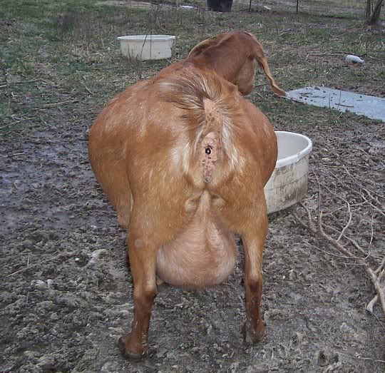 I think Cherry is starting...... - Goats