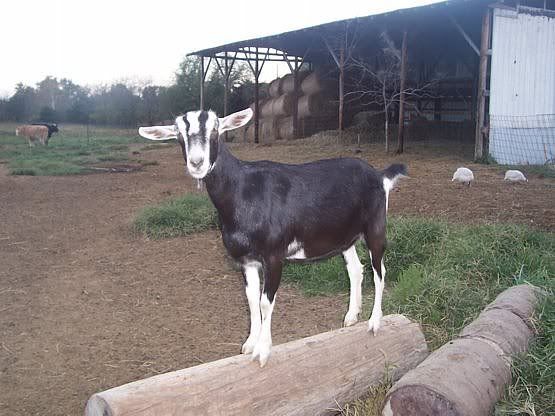 Pet/Butcher Alpine doe needs a home. - Goats