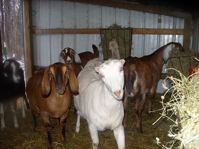 Winter pics - Goats